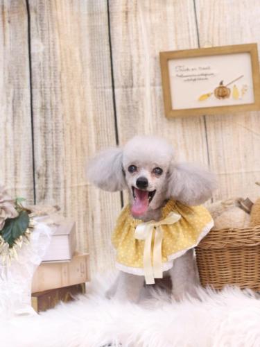 20241023サージュちゃん